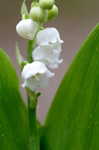 Lily of the valley